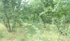 Foto Immobile in asta di 6056 m in vendita a Aiello del Sabato