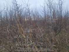 Foto IMMOBILI-ALTRA CATEGORIA-34073 grado fossalon viale della vittoria