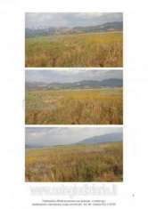 Foto IMMOBILI-ALTRA CATEGORIA-Via carrera