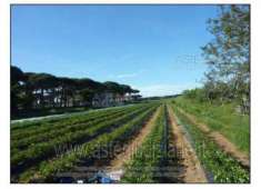 Foto IMMOBILI-ALTRA CATEGORIA-Via dei granai, 28, 57021 campiglia marittima li, italia