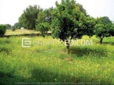 Foto Lotto edificabile di 3600 mq  in vendita a Luzzi - Rif. 4515248