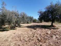 Foto Nella provincia di Grosseto e precisamente  nella campagna Pitiglianese pieno entroterra Maremmano, vendiamo terreno di circa 19000mq con 8700mq di  s