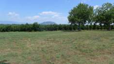 Foto Noccioleto Aziendale Pianeggiante Irriguo