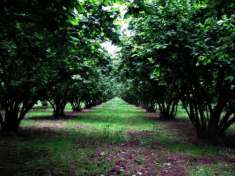Foto Noccioleto di Qualit  Tonda di Giffoni Pianeggiante