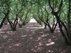 Foto Noccioleto Pianeggiante Fronte Strada
