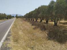Foto oliveto 220 piante produttive