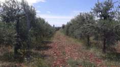 Foto oliveto di circa 3 ettari con progetto a costruire