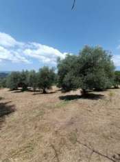 Foto Olivi secolari nelle colline Toscane