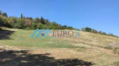 Foto PIANE DI MORRO-Terreno di 40.820 mq con uliveto