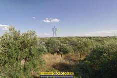 Foto Pratico terreno agricolo con trullo in vendita a Bisceglie