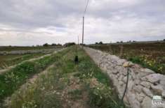 Foto Rif. 6984: Terreno Agricolo   Contrada Mendolilli, Ragusa