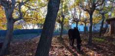 Foto Rustico in Vendita a Arcole Arcole