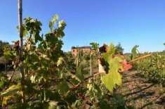 Foto Rustico in vendita a Montecarlo 200 mq  Rif: 1202532