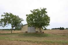 Foto Rustico in vendita a Sinalunga
