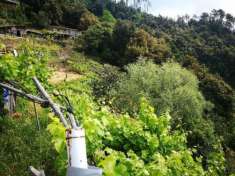 Foto Rustico in vendita a Vernazza 30 mq  Rif: 1043356