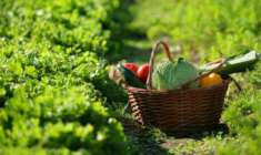 Foto Seminativo in vendita a Jesi