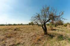Foto Seminativo in vendita a Motta Sant'Anastasia