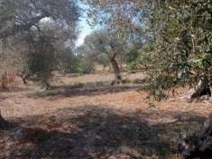 Foto Seminativo in vendita a Orbetello