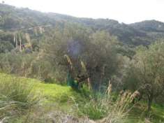 Foto Serramezzana - terreno di 1,5 ettari con uliveto con due depositi