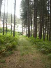 Foto SILA CATANZARESE, LOC. RUGGIOLINO TERRENO EDIFICABILE