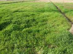Foto terr edif porc 200 - Terreno Edificabile a Porcari