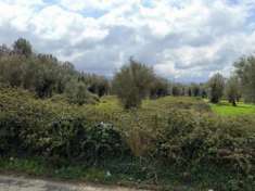 Foto Terreno a Cittanova - Rif. 2532011