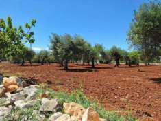 Foto Terreno a Polignano a Mare - Rif. 2536061
