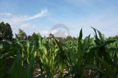Foto Terreno a Vigonza - Rif. T80