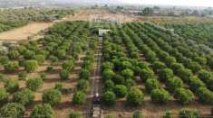 Foto Terreno Agricolo - Noto . Rif.: A86