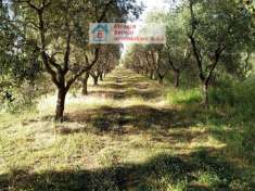 Foto Terreno Agricolo - Piombino . Rif.: 29