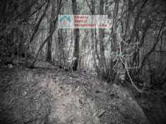 Foto Terreno Agricolo - Suvereto . Rif.: 10