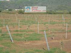 Foto Terreno Agricolo - Suvereto . Rif.: 6