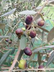 Foto Terreno agricolo- oliveta  pianeggiante