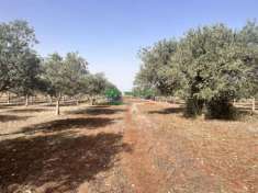 Foto TERRENO AGRICOLO