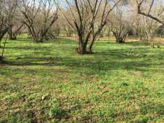 Foto Terreno Agricolo