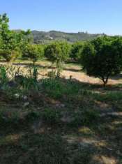 Foto Terreno Agricolo