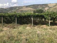Foto TERRENO AGRICOLO A vigneto- uva Montepulciano