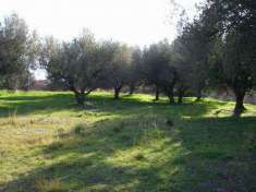 Foto terreno agricolo ad Auletta