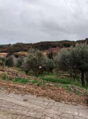 Foto Terreno agricolo con uliveto