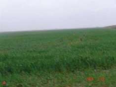 Foto Terreno agricolo di 2300000mq in cairoli 11 a Mede