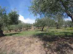 Foto Terreno Agricolo in Vendita, 1 Locale, 101360 mq, Montemurlo