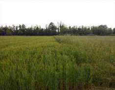 Foto Terreno Agricolo in Vendita, 1 Locale, 10418 mq, Santorso