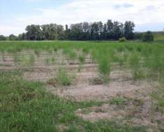 Foto Terreno Agricolo in Vendita, 1 Locale, 11792 mq, Farra d'Isonzo