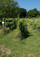 Foto Terreno Agricolo in Vendita, 1 Locale, 13070 mq, Petritoli