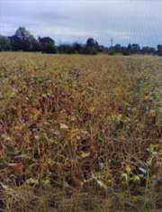 Foto Terreno Agricolo in Vendita, 1 Locale, 16805 mq, Fossalta di Por
