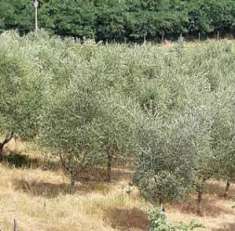 Foto Terreno Agricolo in Vendita, 1 Locale, 278050 mq, Figline e Inci
