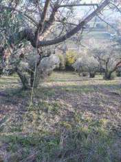 Foto Terreno Agricolo in Vendita, 1 Locale, 3000 mq, Spoleto