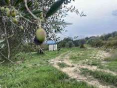 Foto Terreno agricolo in Vendita, 1 Locale, 5000 mq (MAGLIANO SABINA)