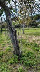 Foto Terreno agricolo in Vendita, 1 Locale, 515 mq (GROSSETO CITTADEL