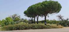 Foto Terreno Agricolo in Vendita, 1 Locale, 6000 mq, San Donaci